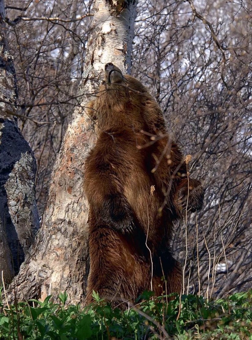 825x1113, 389 Kb / медведь, дерево, чешется