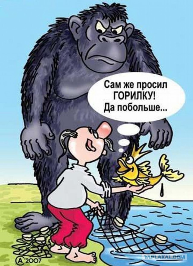 640x880, 134 Kb / Горилка, горилла, рисунок, золотая рыбка 640x880, 134 Kb / Горилка, горилла, рисунок, золотая рыбка