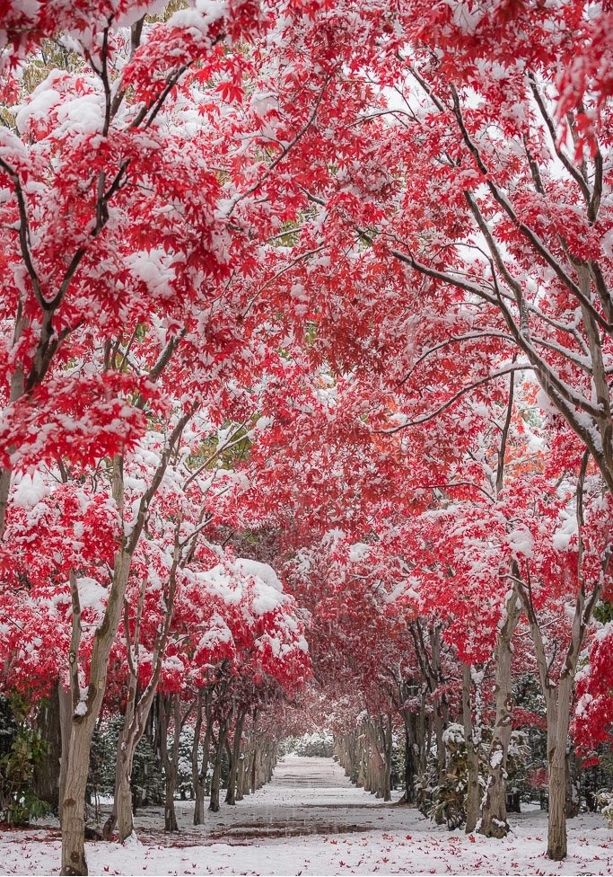 683x976, 469 Kb / деревья, снег, аллея