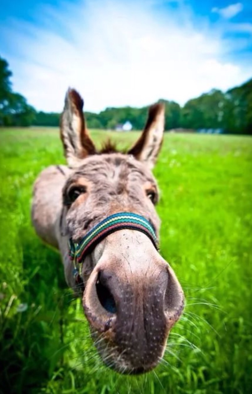 804x1258, 159 Kb / осёл, ишак