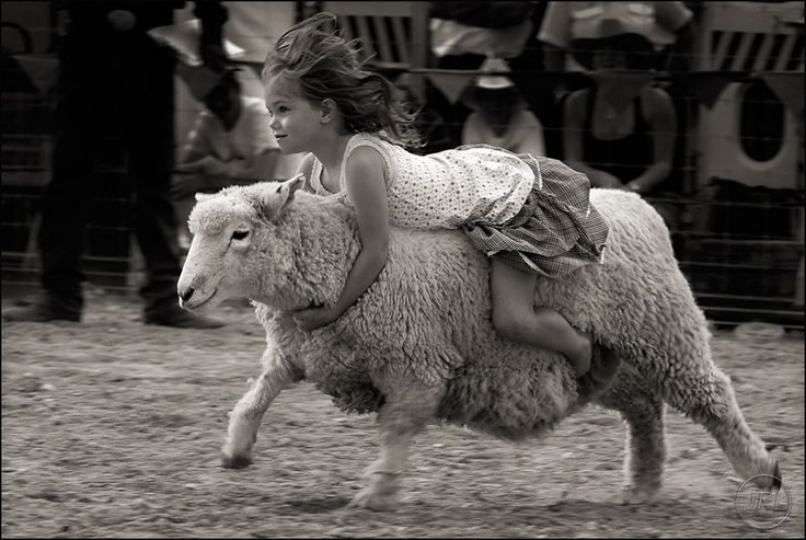 736x493, 73 Kb / девочка, овца, наездница, ч/б