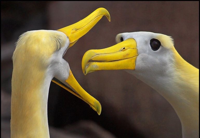 770x533, 62 Kb / птица, жёлтый, клюв, заглядывает