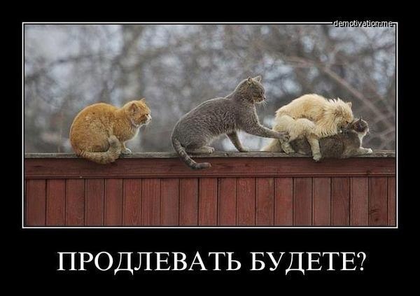 600x423, 39 Kb / кошки, секс, забор