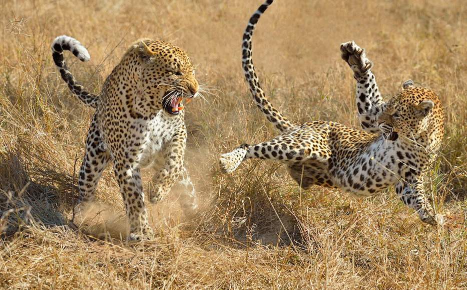 933x580, 391 Kb / леопарды, драка