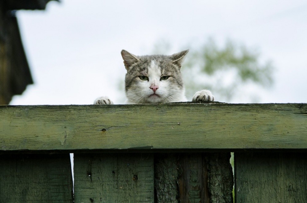 1000x662, 112 Kb / кот, забор, грусть