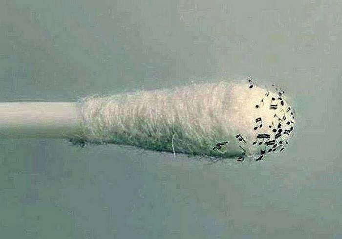 700x489, 24 Kb / ушная палочка, сера, ноты,