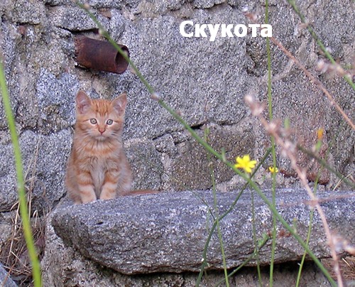 500x404, 102 Kb / котёнок, скука