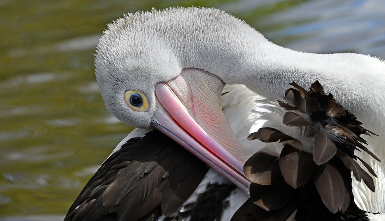1280x736, 191 Kb / пеликан