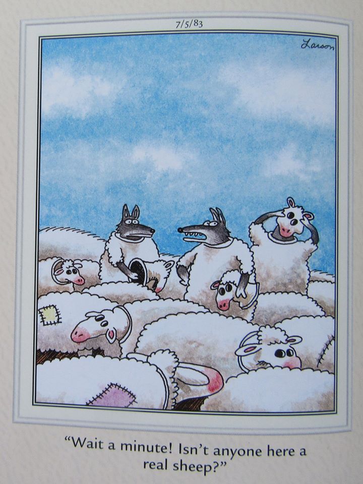 720x960, 107 Kb / волки, овцы, стадо