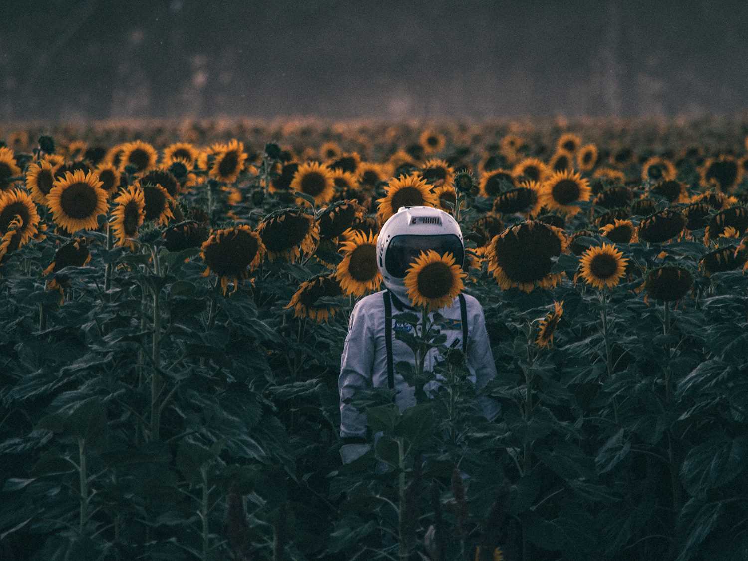 1500x1125, 139 Kb / подсолнухи, скафандр