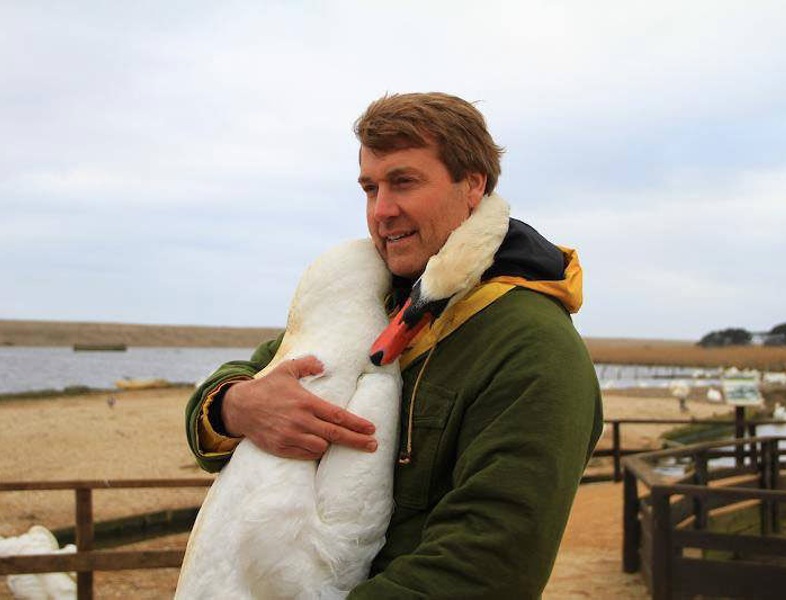 786x600, 86 Kb / лебедь