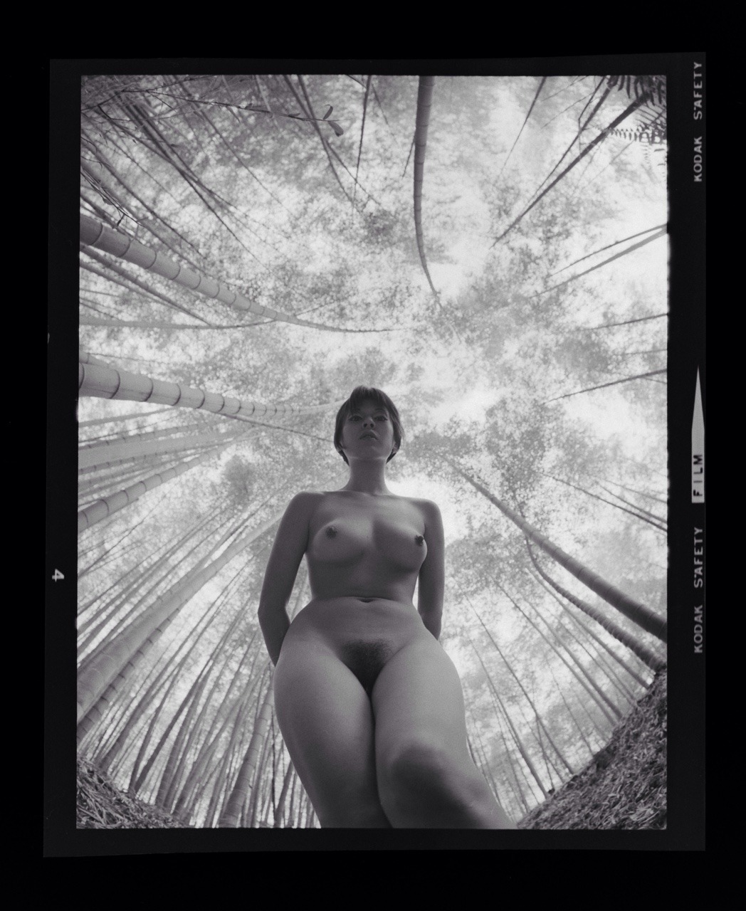 1048x1280, 294 Kb / ч/б, лес, снизу, натюр