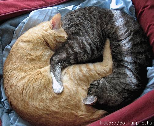 504x412, 48 Kb / кошки, сон, инь-янь