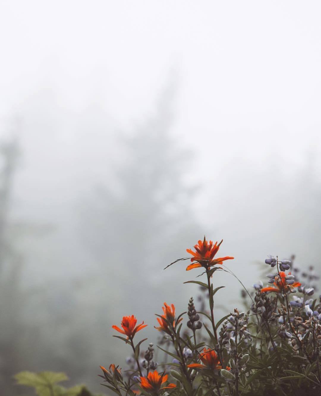 1080x1332, 64 Kb / цветы, туман