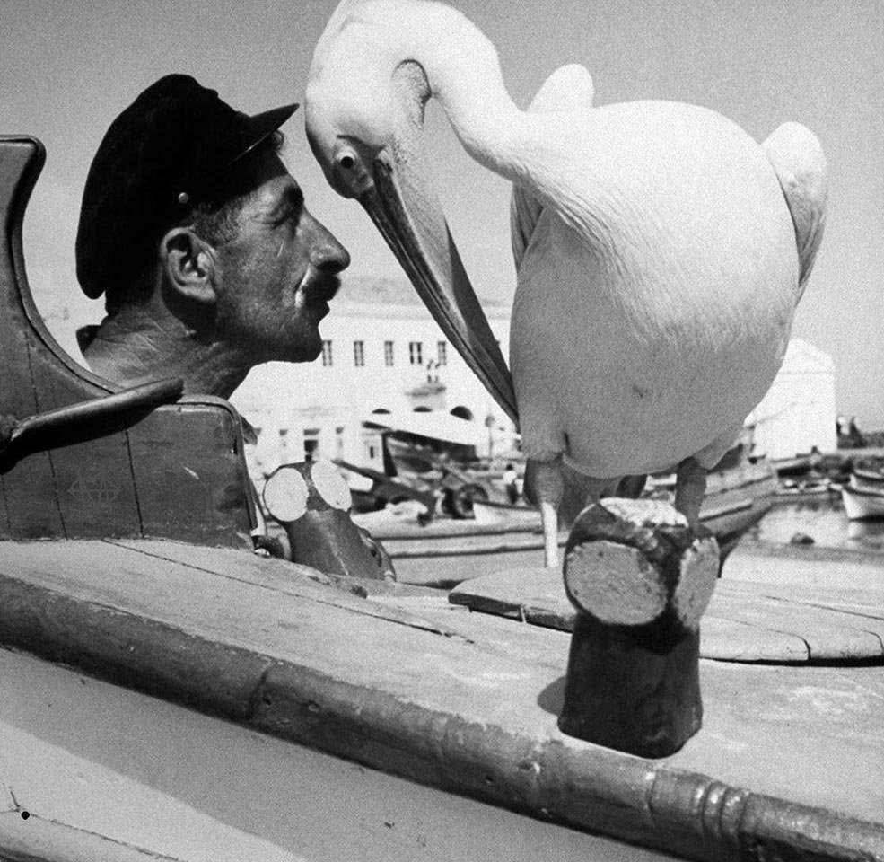 985x960, 167 Kb / рыбак, пеликан, JAMES, BURKE, Mykonos