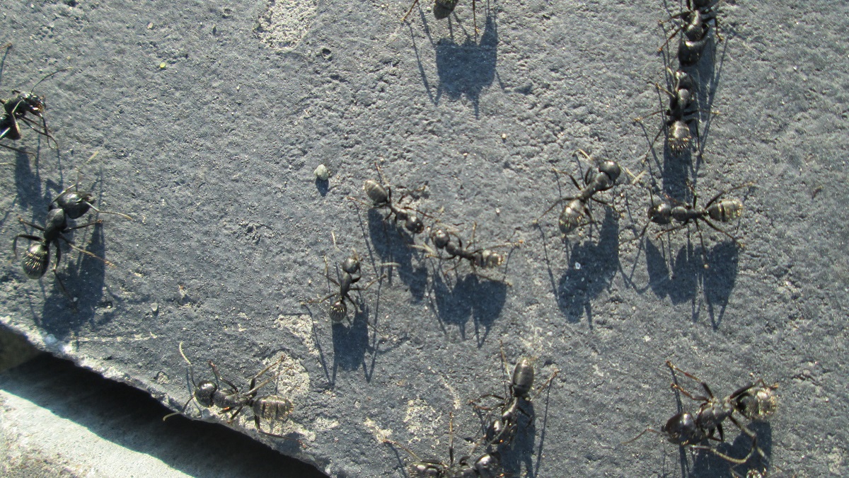 1200x675, 492 Kb / муравьи, асфальт