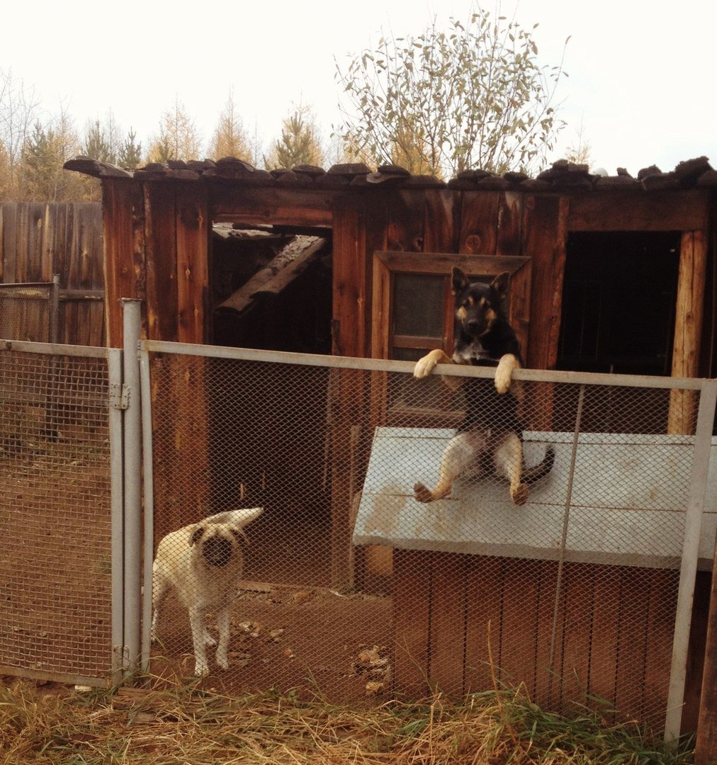 1012x1080, 255 Kb / собаки, будка, вольер