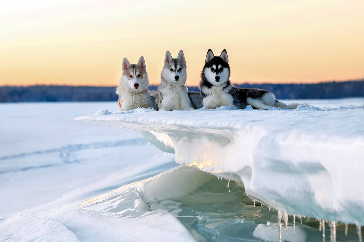 1200x800, 96 Kb / хаски, собаки, три, снег, лед