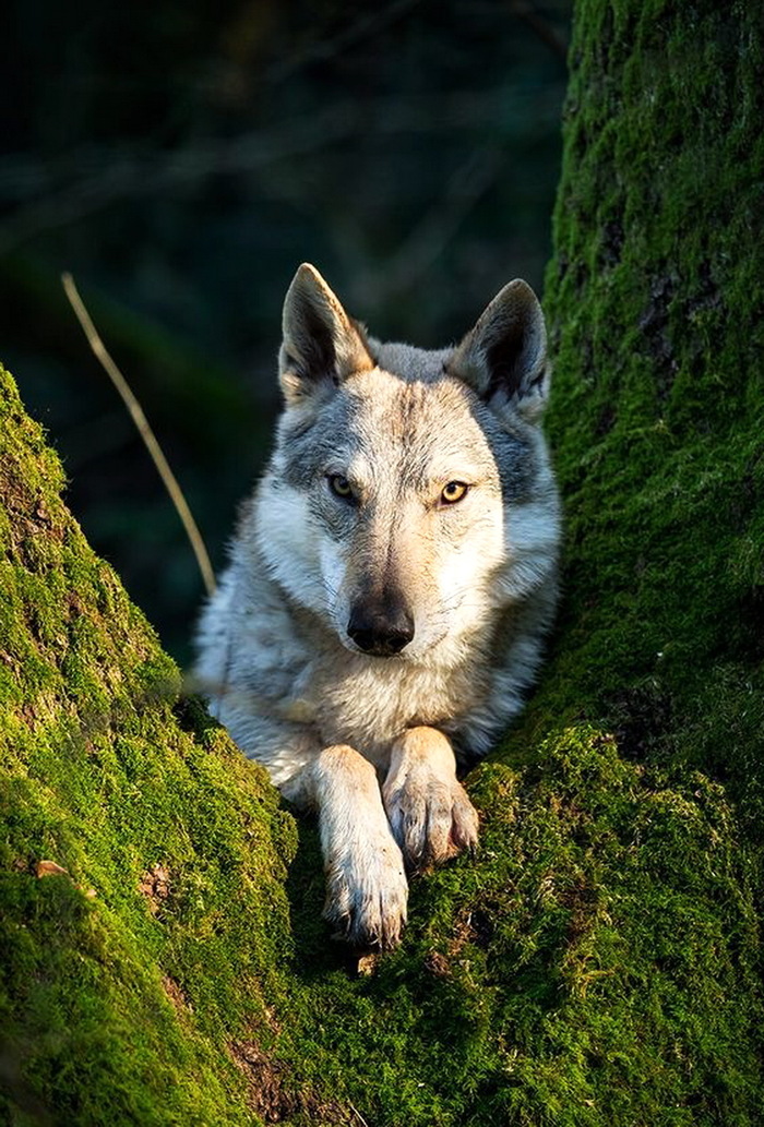 700x1033, 303 Kb / волк, дерево, мох