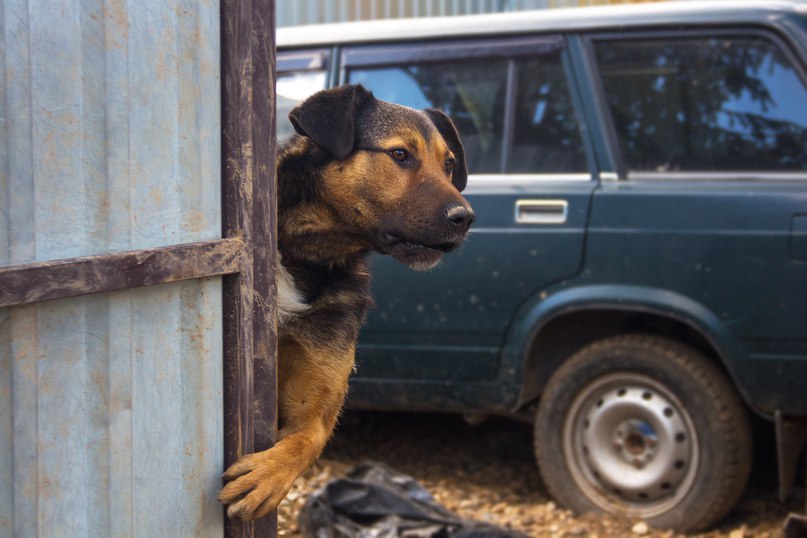 807x538, 74 Kb / собака, жигули, универсал