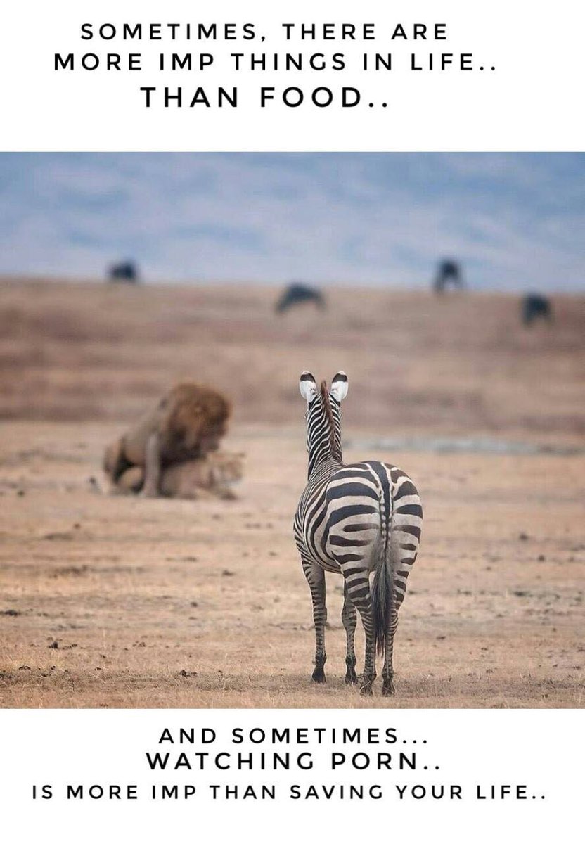 832x1200, 117 Kb / зебра, львы, секс, порно