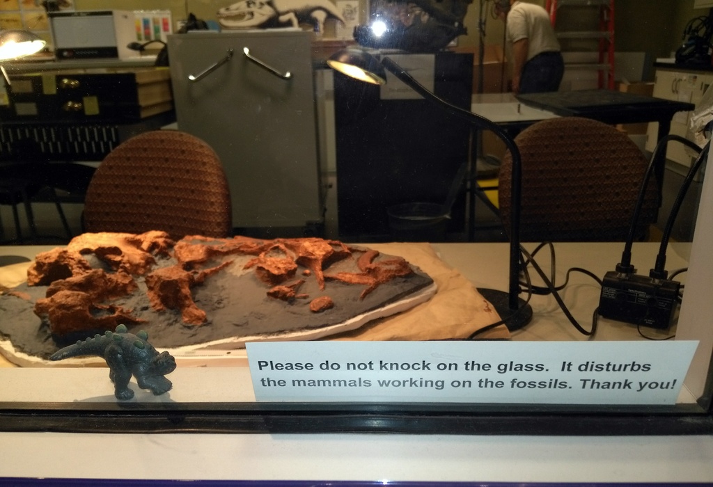 1024x700, 250 Kb / музей, ископаемые, окно, smithsonian