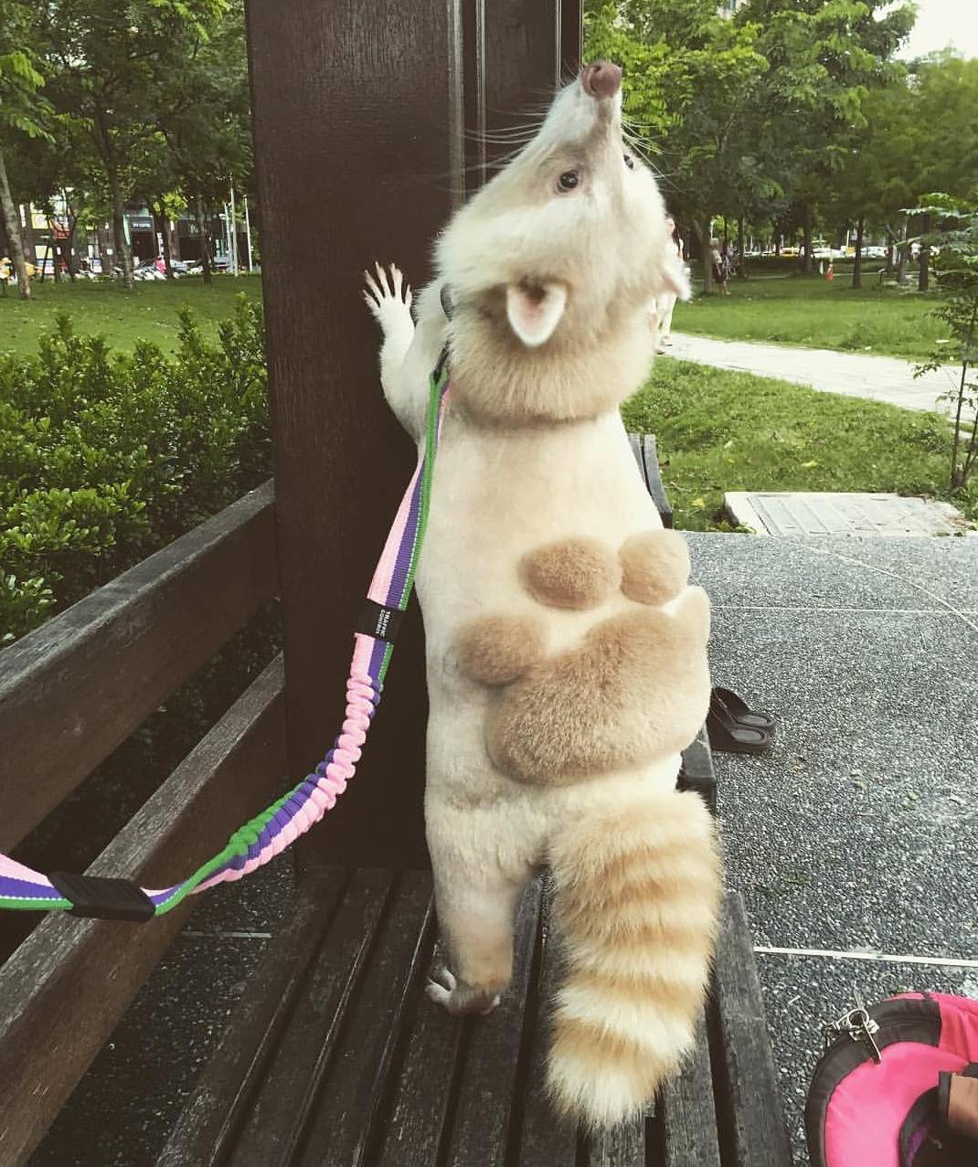 1070x1277, 216 Kb / енот, стрижка, скамейка