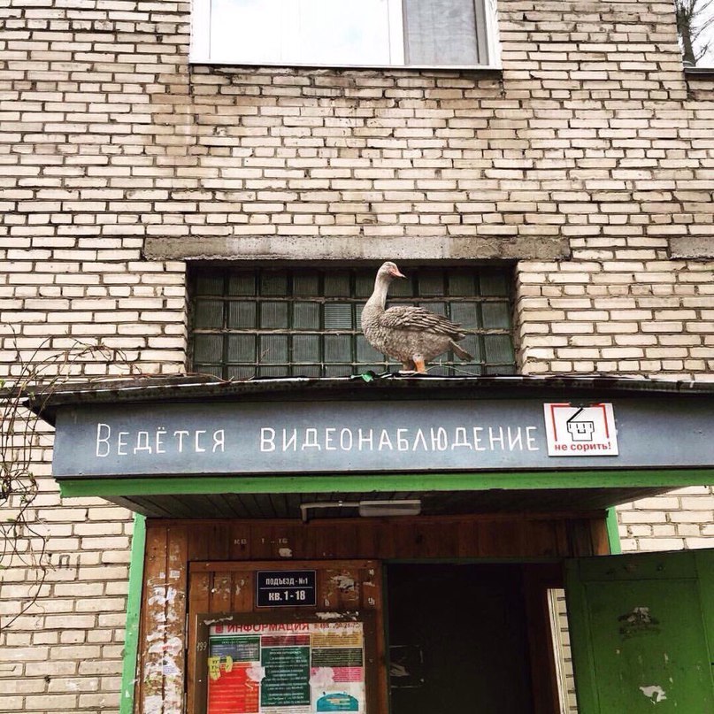 807x807, 198 Kb / гусь, крыша, подъезд, видеонаблюдение
