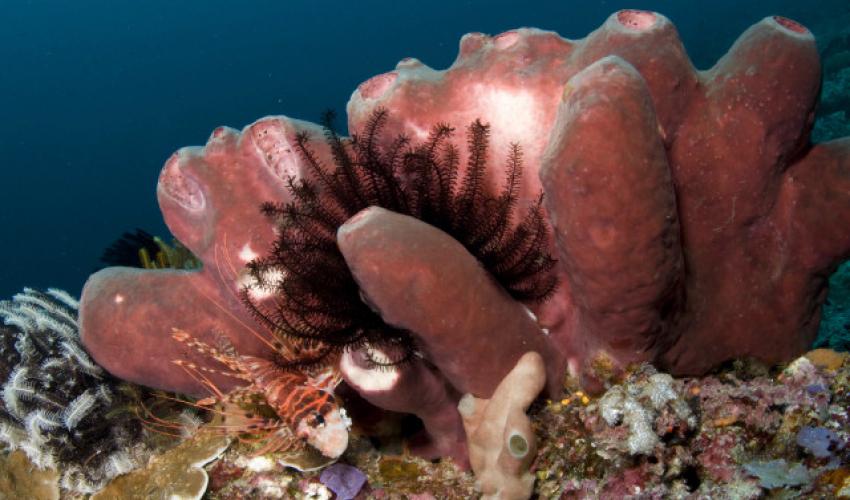 850x500, 61 Kb / коралл