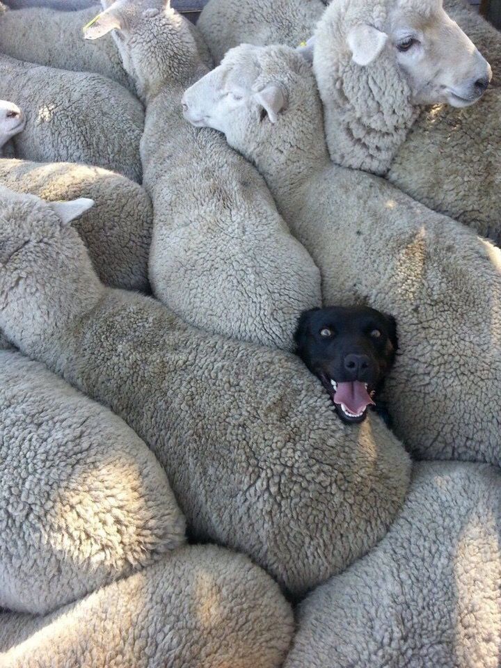 720x960, 177 Kb / овцы, собака, голова, язык