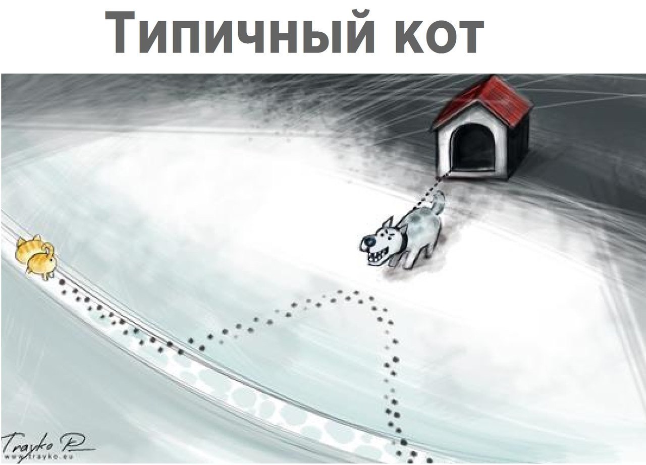 1280x922, 123 Kb / кот, собака, следы, путь