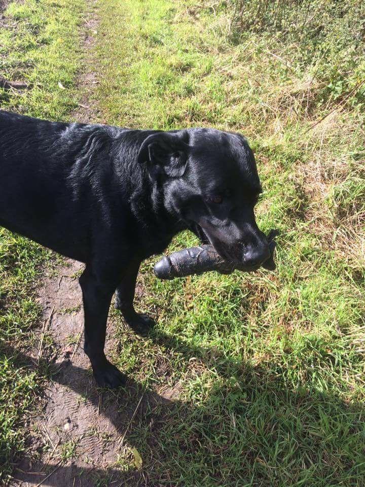 720x960, 517 Kb / собака, дилдо, поле, трава