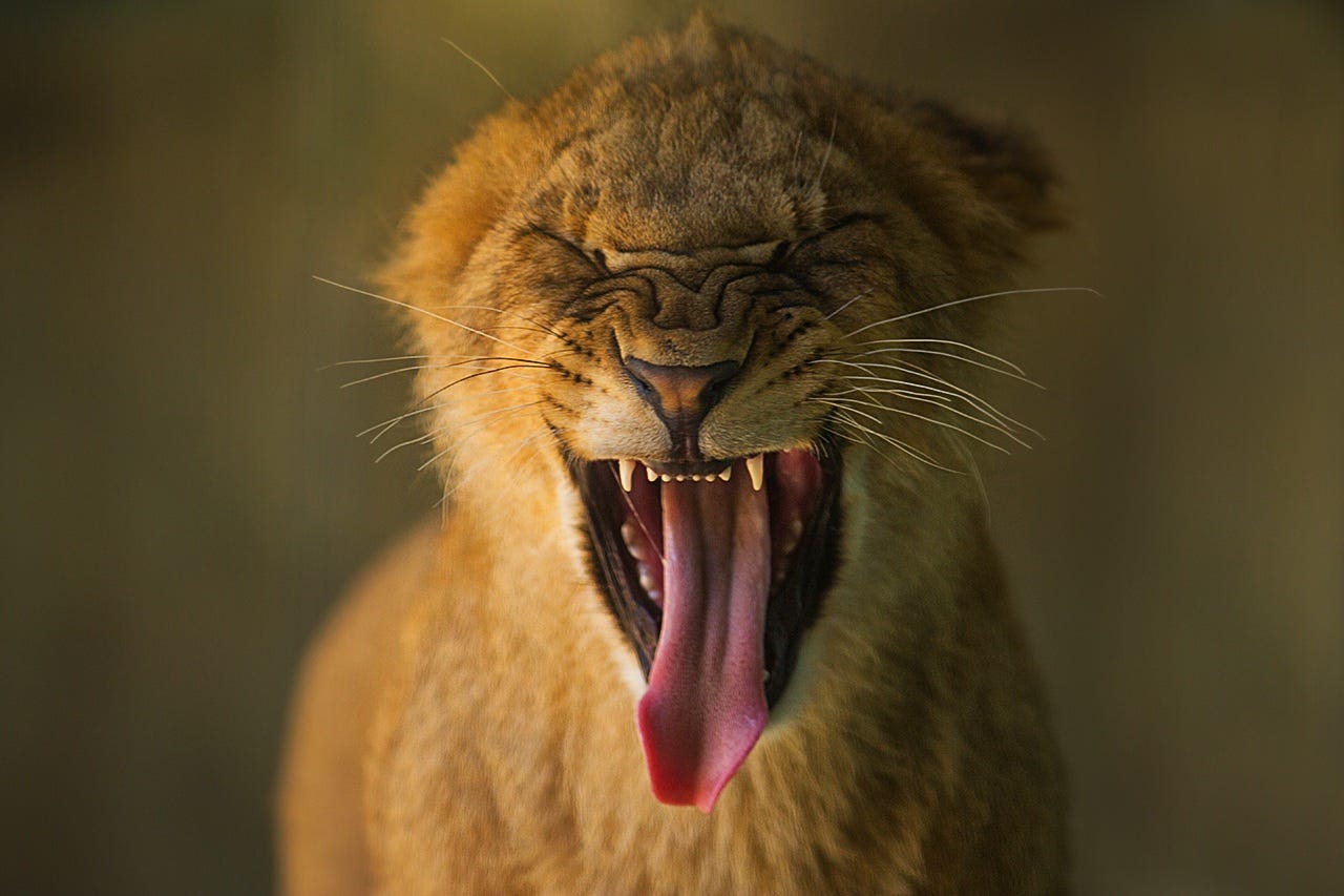 1280x853, 83 Kb / Лев, язык, гримаса