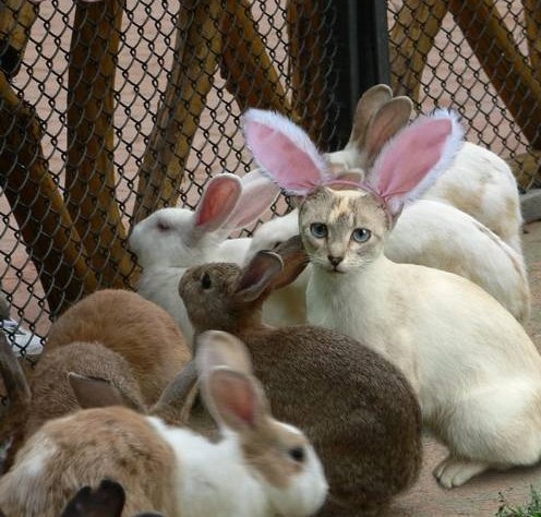 496x474, 71 Kb / кролики, партизан