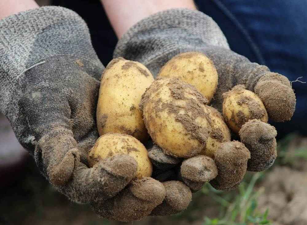 1000x733, 74 Kb / руки, картошка