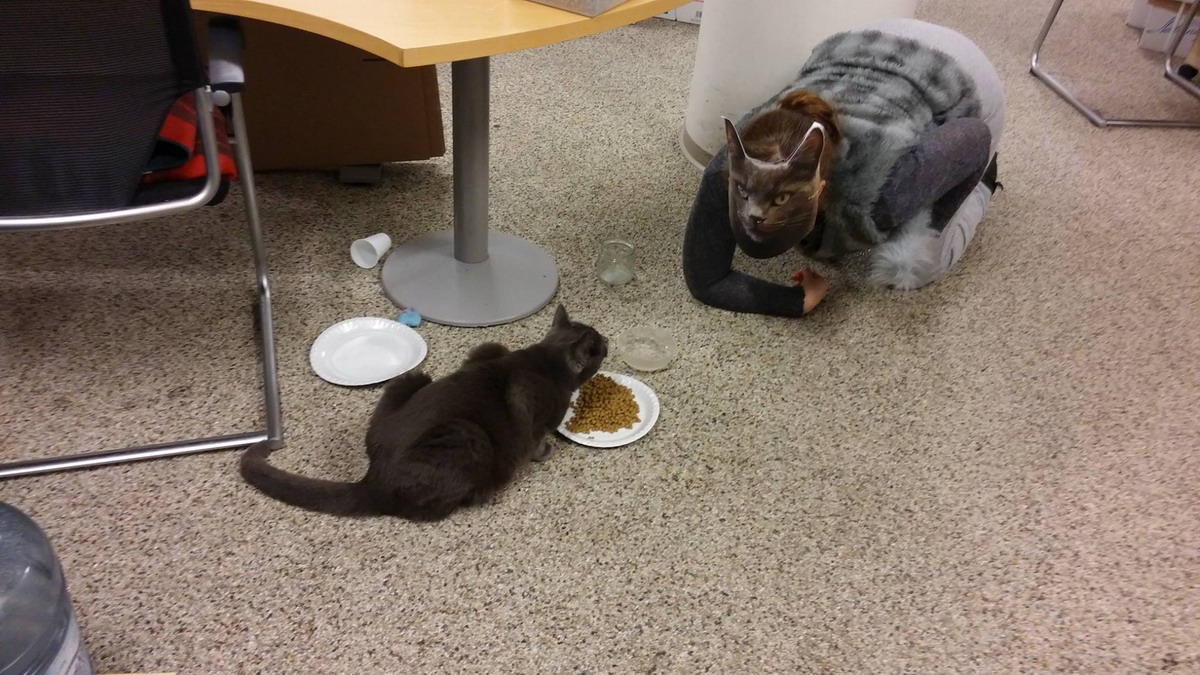 1200x675, 272 Kb / кот, еда, корм, девушка, крадётся, стол, маска