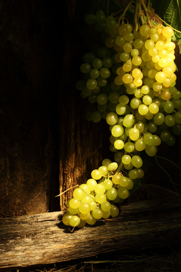 600x900, 274 Kb / виноград, кисть, гроздь, дерево, свет, натюрморт