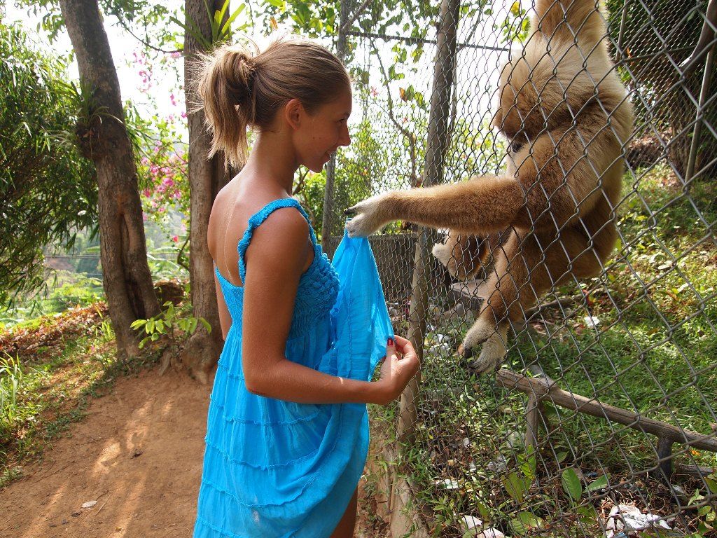 1024x768, 256 Kb / сетка, вольер, платье, любопытство