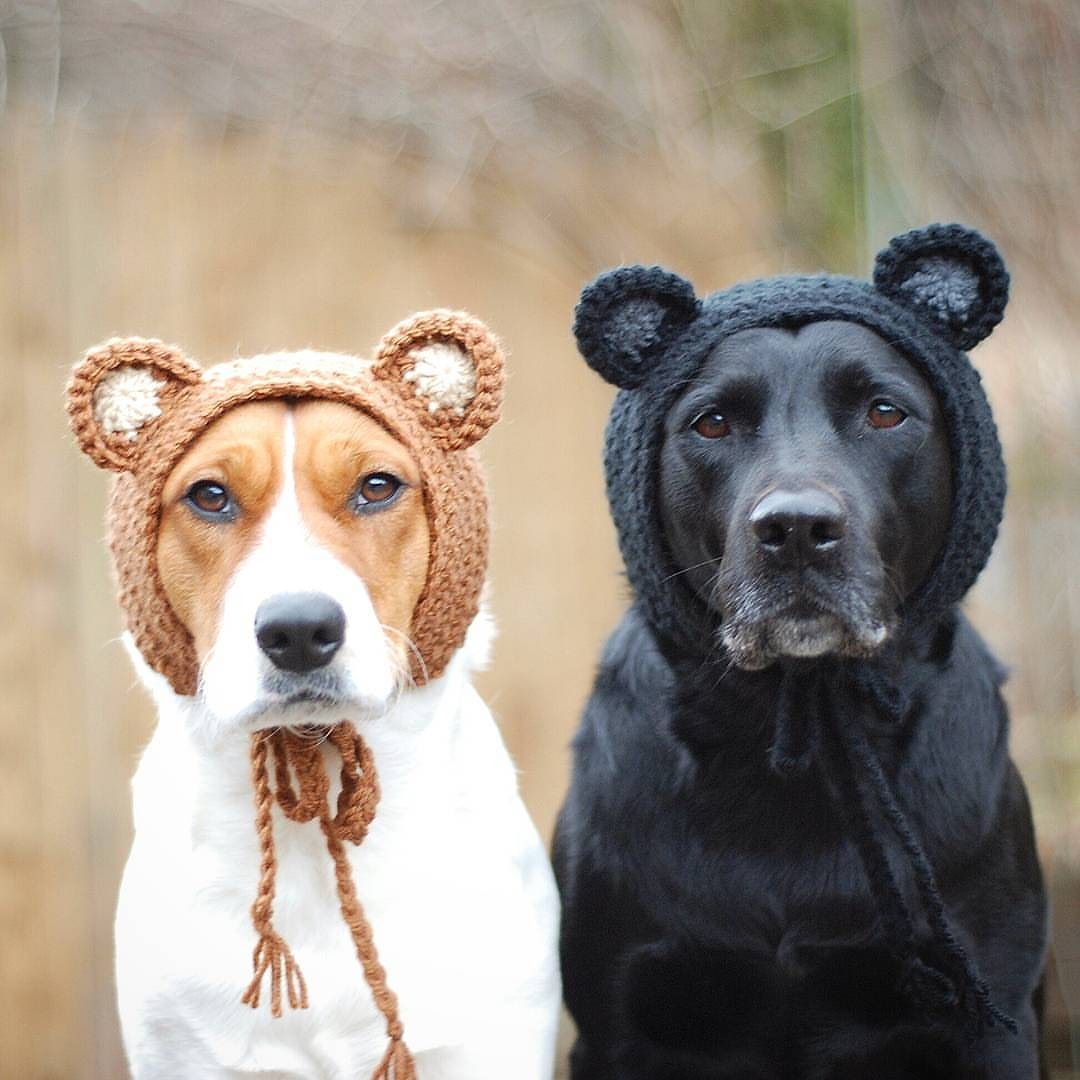 1080x1080, 114 Kb / собаки, шапки