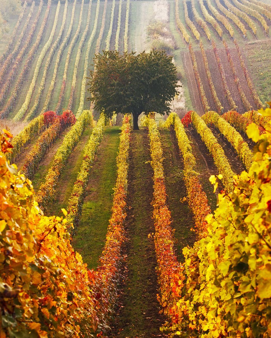 1080x1349, 361 Kb / осень, виноградник, дерево