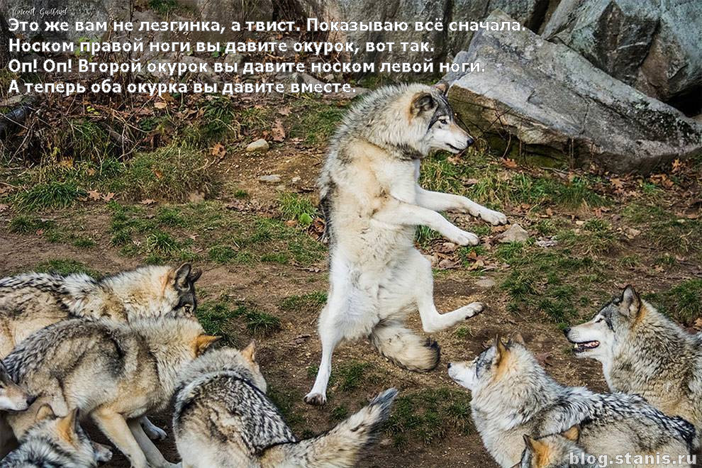 990x660, 325 Kb / волки, лезгинка, твист