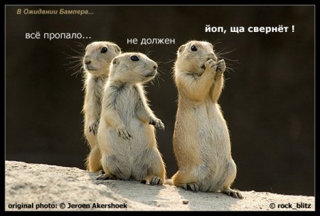 450x304, 30 Kb / суслики, бампер