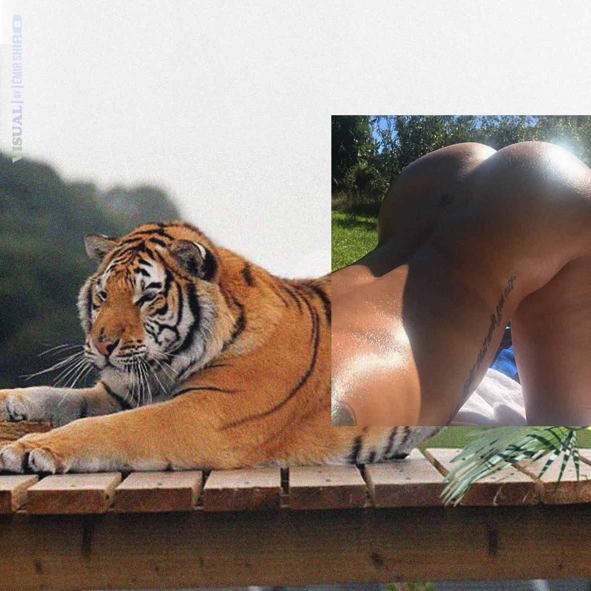 1180x1180, 606 Kb / тигр, попа, раком, тату