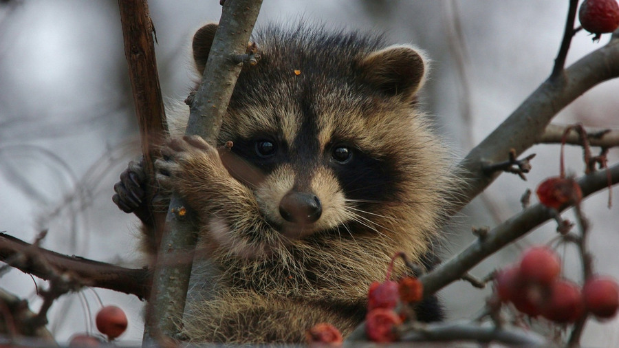 900x506, 144 Kb / енот, рябина