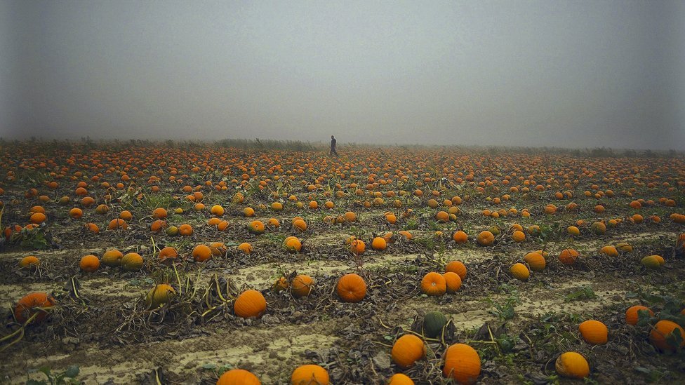 976x549, 152 Kb / тыквы, туман