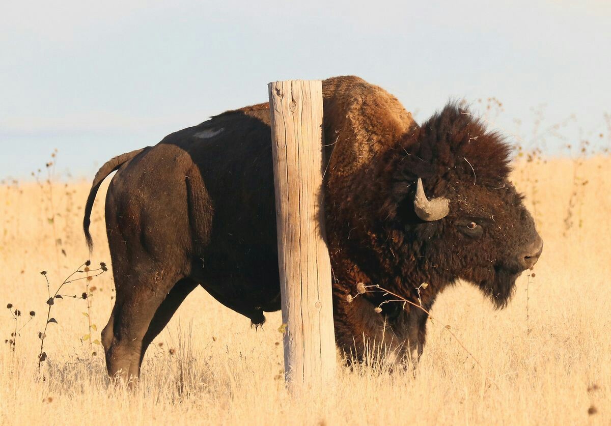 1200x837, 182 Kb / бизон, столб