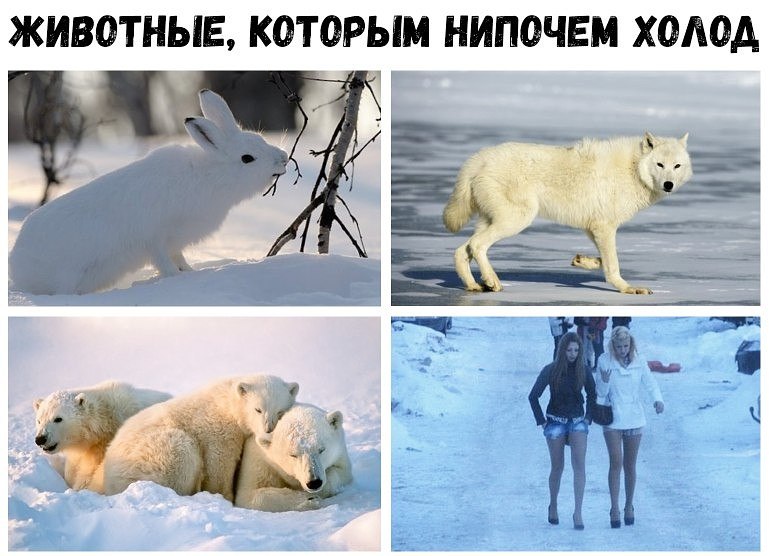 769x556, 86 Kb / заяц, волк, медведи, животные, холод