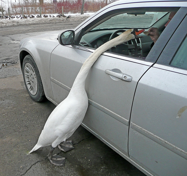 776x730, 248 Kb / гусь, шея, авто, лебедь