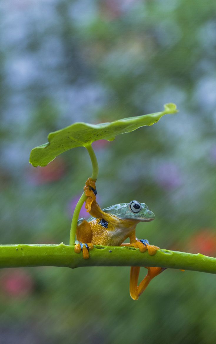 734x1170, 63 Kb / дождь, лягушка, лист, зонт