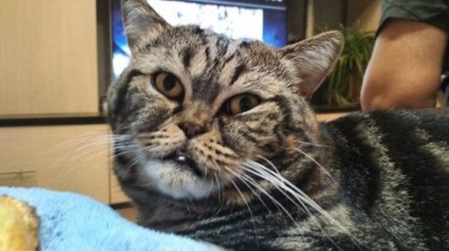 500x280, 29 Kb / кот, физиономия